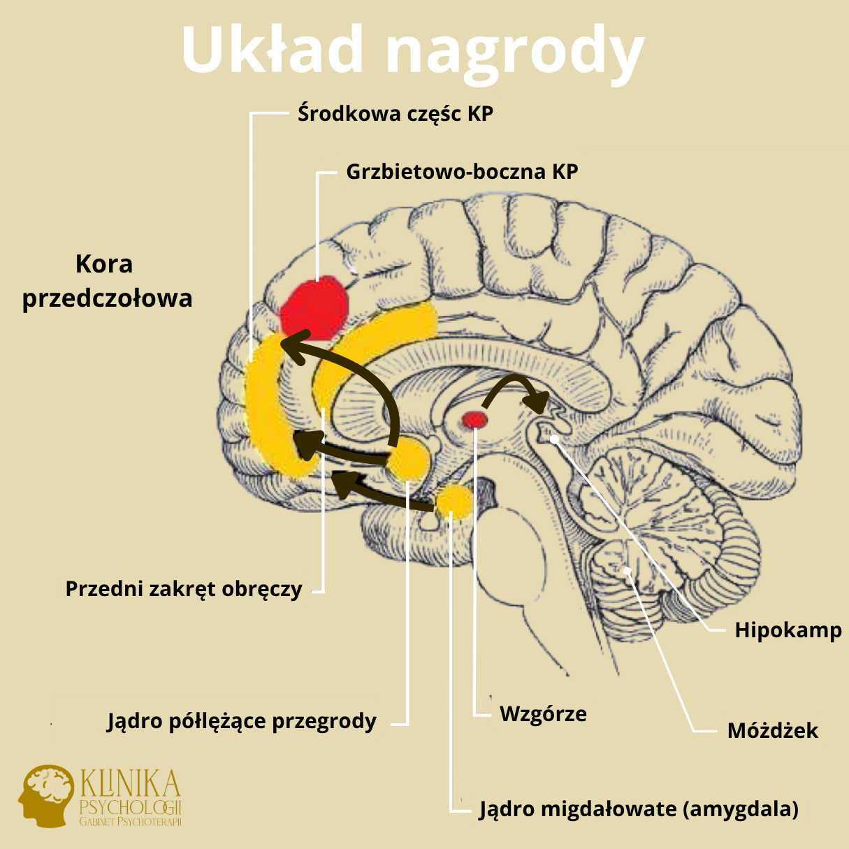 słodki pocałunek gorzki nałóg, e-papieros mózg dopamina, mechanizm uzależnienia smakowego, neurobiologia vape - Układ nagrody, dopamina i uzależnienia: neurobiologiczne ...