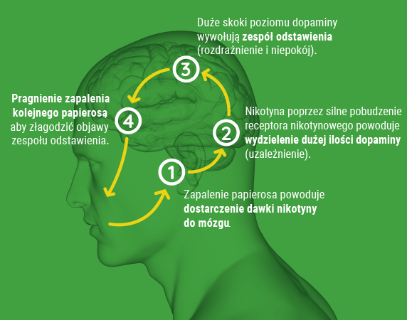 wzrost tolerancji nikotynowej grafika, spirala uzależnienia od nikotyny, mózg a nikotyna - Na czym polega uzależnienie od nikotyny i jak z nim walczyć? - Tabex