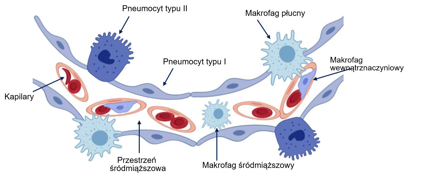 Mikroskopijny obraz rzęsek na komórkach nabłonka dróg oddechowych oraz makrofagów płucnych, ilustrujący ich funkcję obronną.